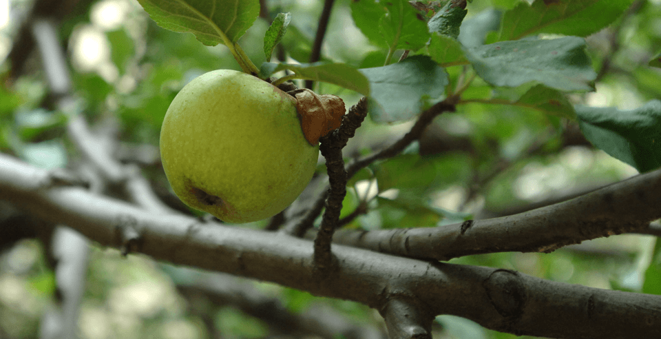 Photo of a green apple still attached to the tree